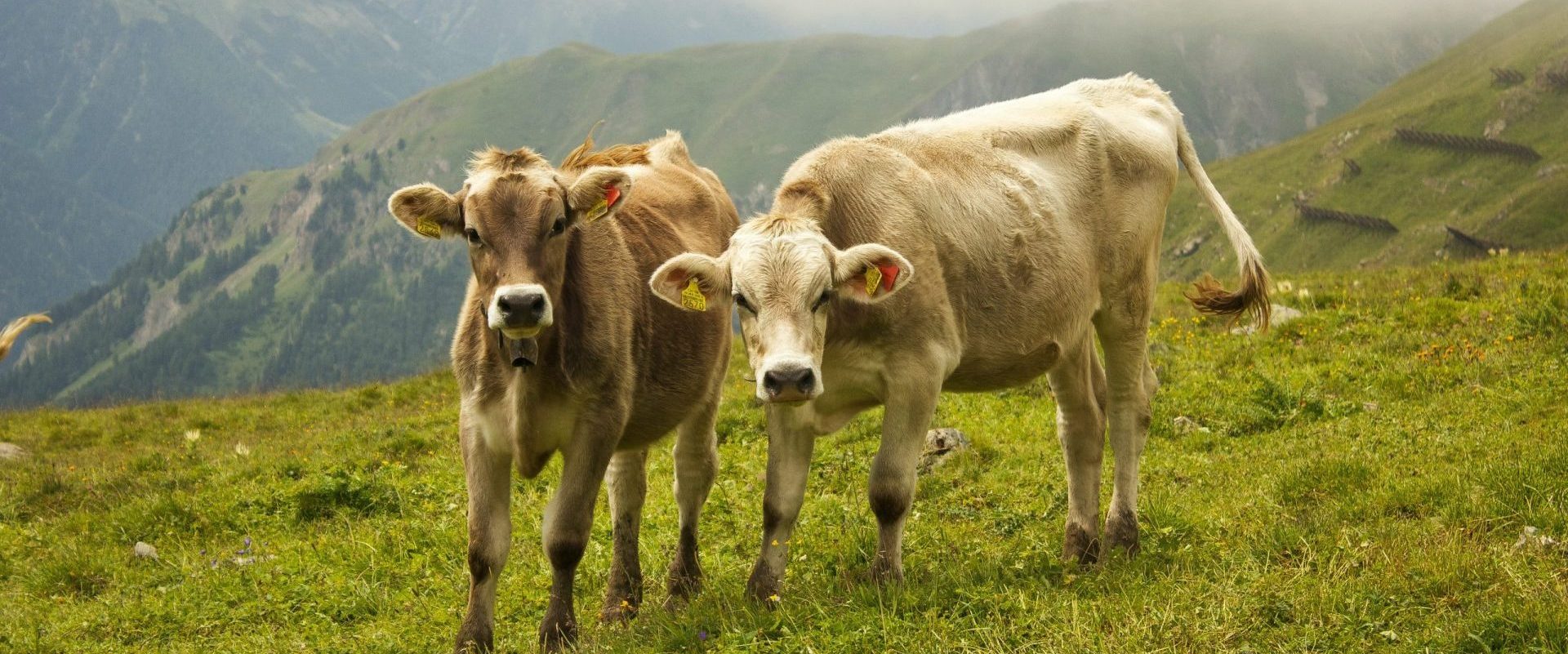 Новая Зеландия коровы. К чему снится стадо коров. Снится теленок с коровой. К чему снится теленок. К чему снится стадо коров во сне