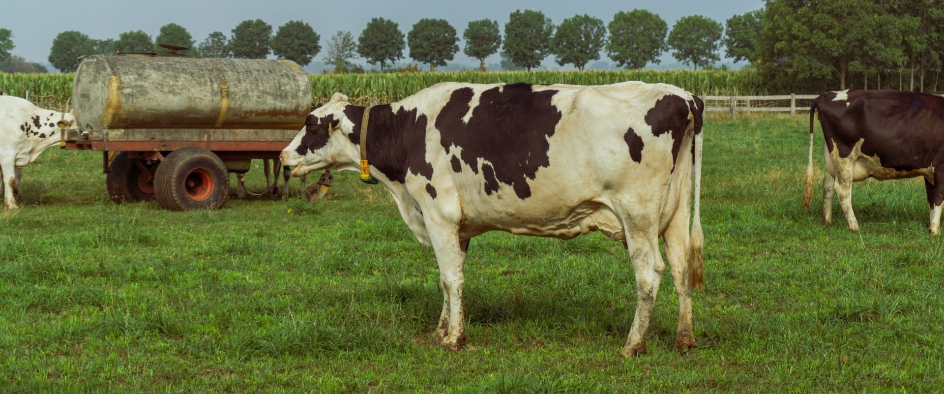 Эндометрит у коров