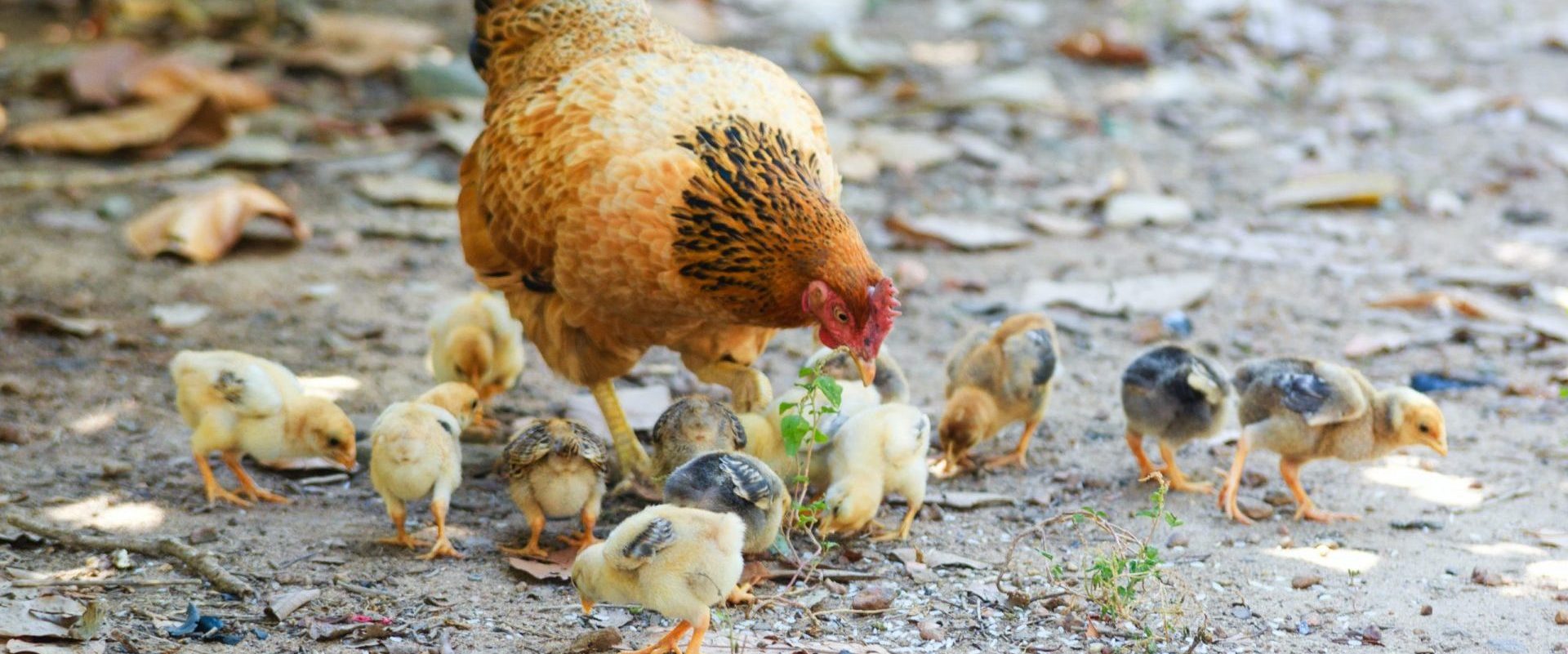 Выращивание цыплят - уход за цыплятами и кормление